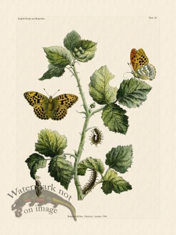 Wilkes Butterflies 015